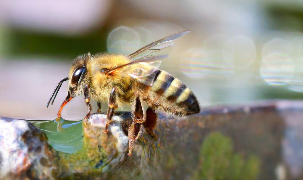 Abeille sauvage