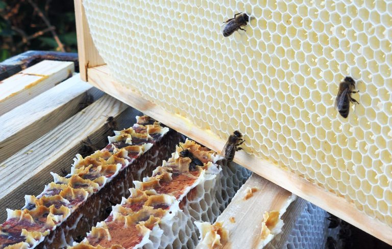 Acheter de la cire d’abeille blanche : une fausse bonne idée !