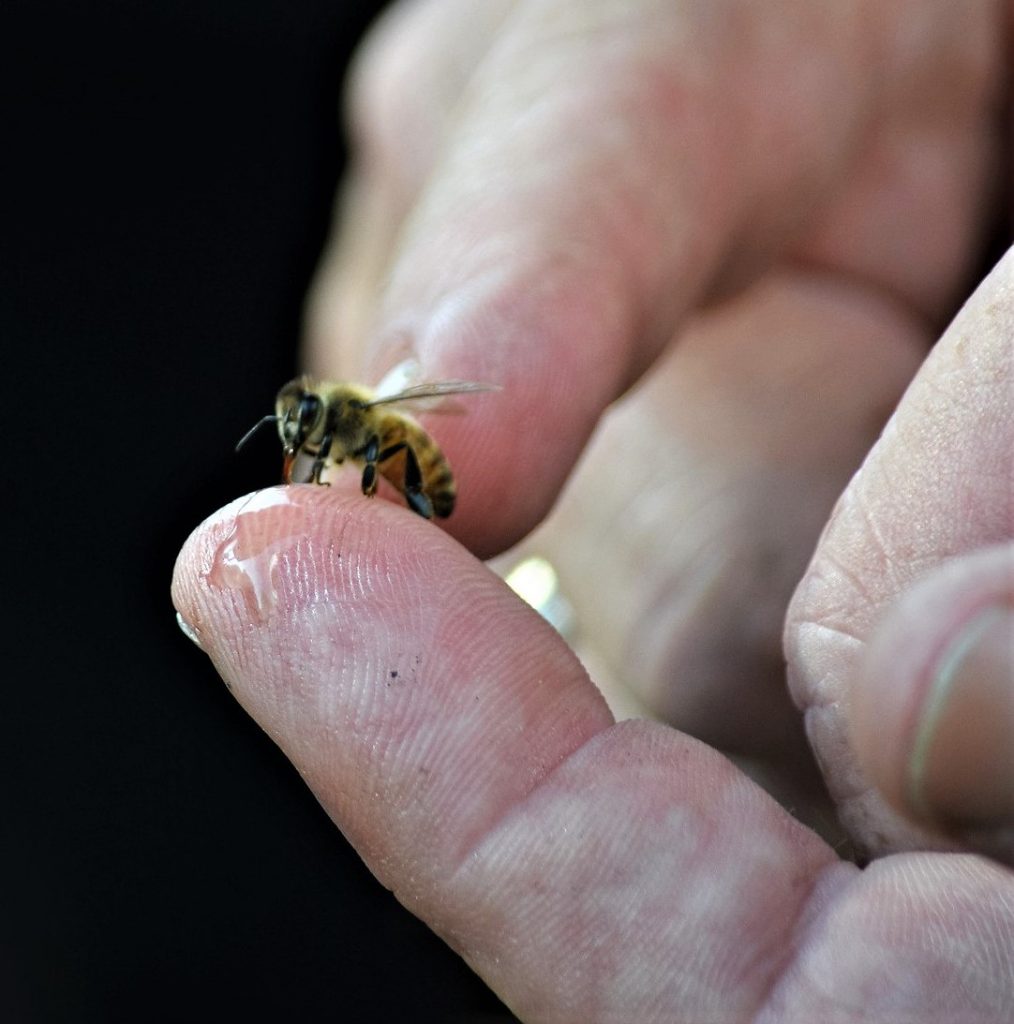 piqûre d'abeille bienfaits
