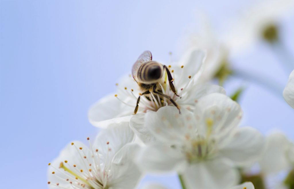 traitement par le venin d'abeille