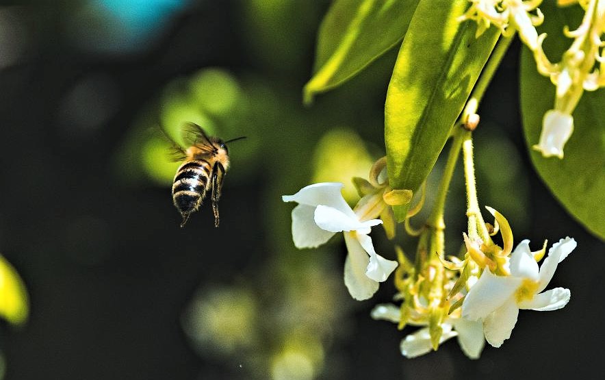 venin d'abeille arthrose