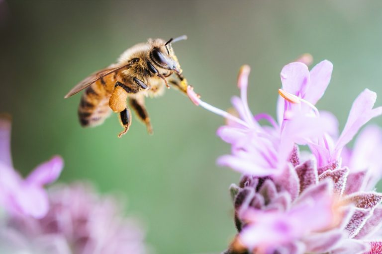 Le rôle du jabot de l’abeille dans la production de miel
