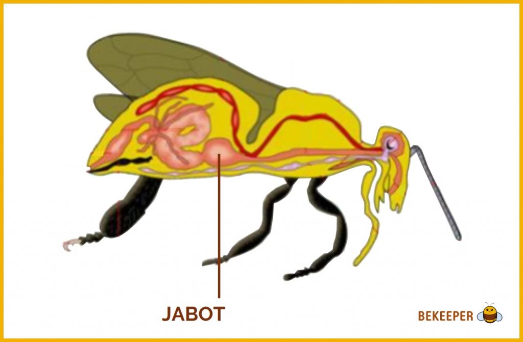 abeille jabot
