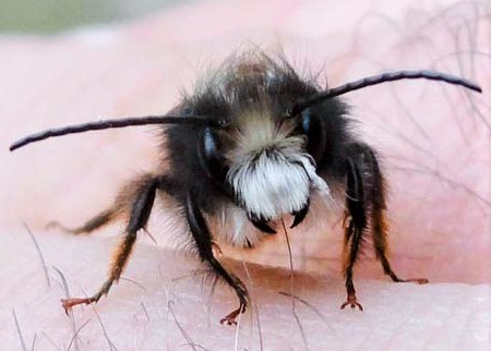 Abeille noir et blanche