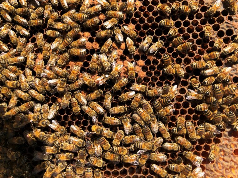 Quel est le nombre d’abeilles dans une ruche selon la saison ?