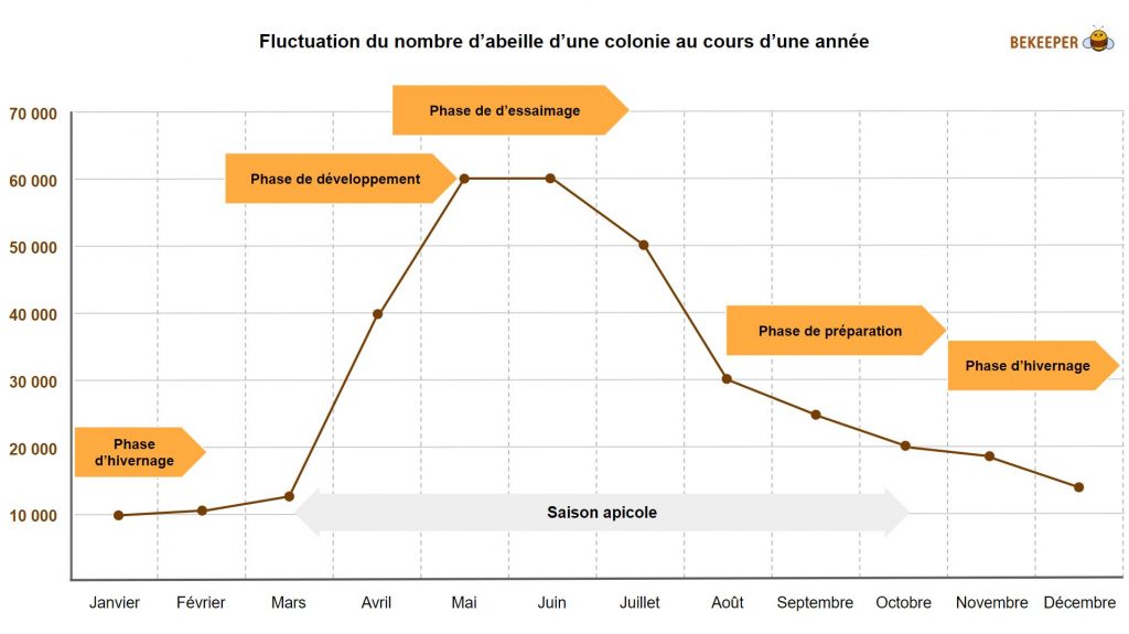 Nombre d'abeilles dans une ruche