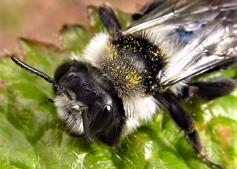 andrena cineraria