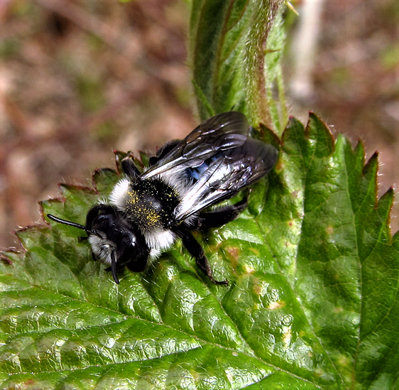 abeille des sables piqure