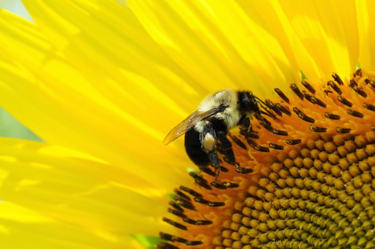 A la découverte de l’abeille des sables, une abeille noire et blanche peu commune !