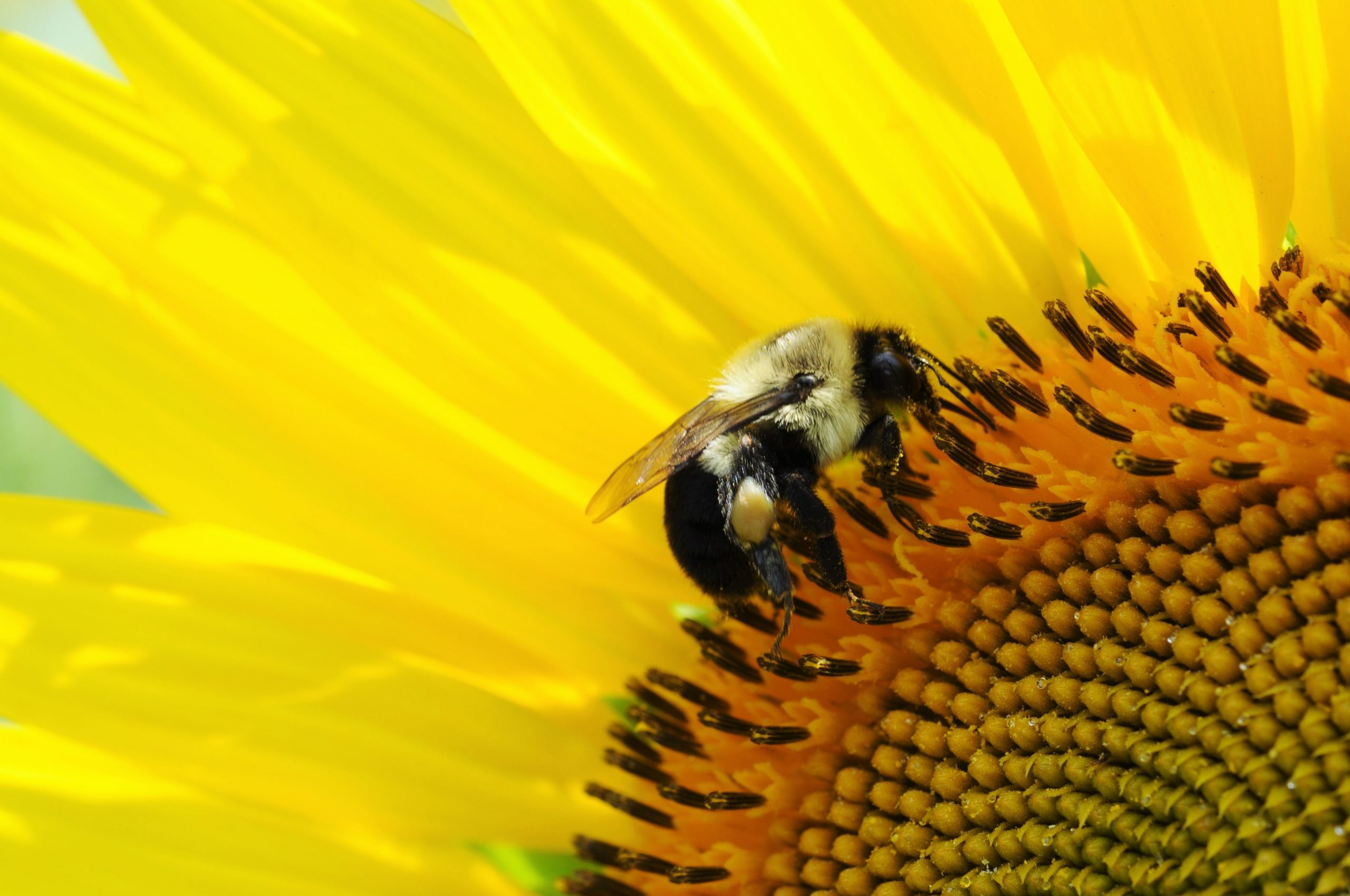 abeille noire et blanche