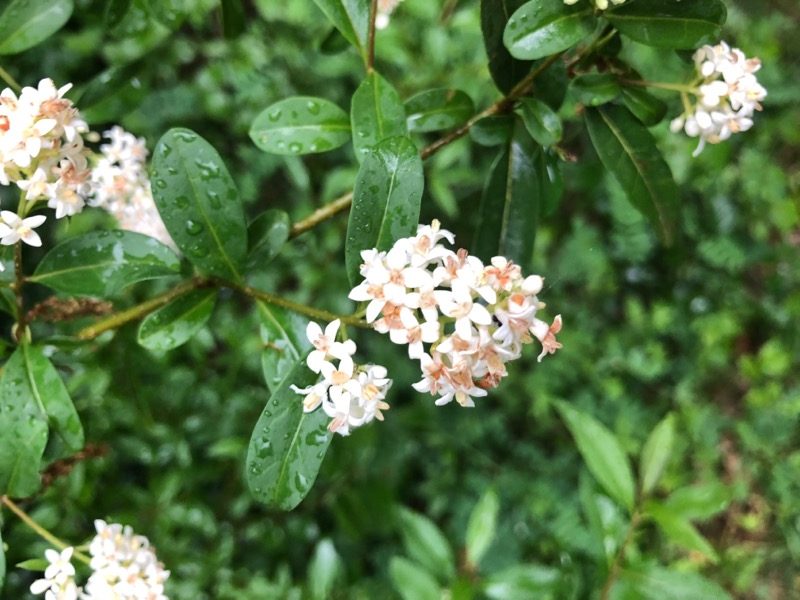 arbuste abeille