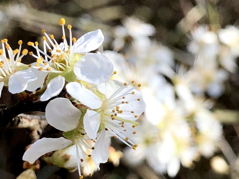 Quel arbre mellifère ou arbuste planter pour aider les abeilles ?