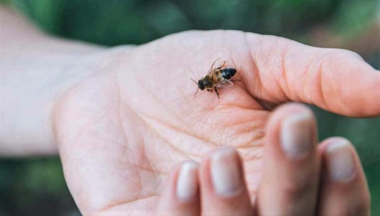 L’apipuncture : une pratique controversée, entre guérison et bien-être de l’abeille