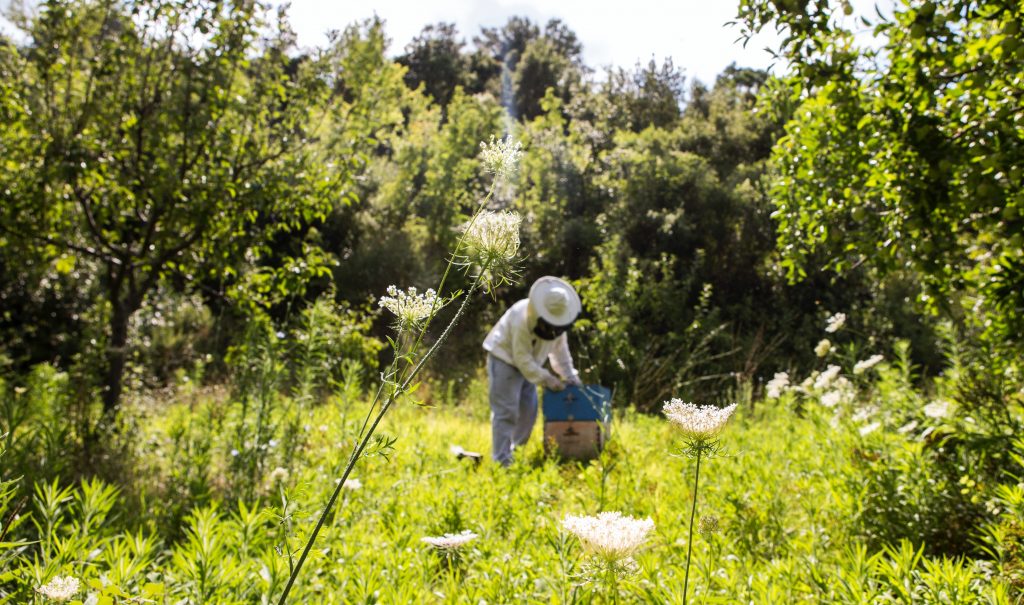 Propolis utilisation