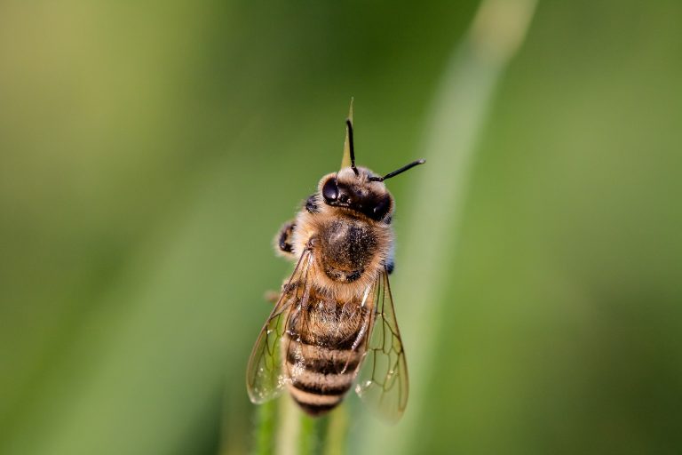 20 mai : journée mondiale des abeilles