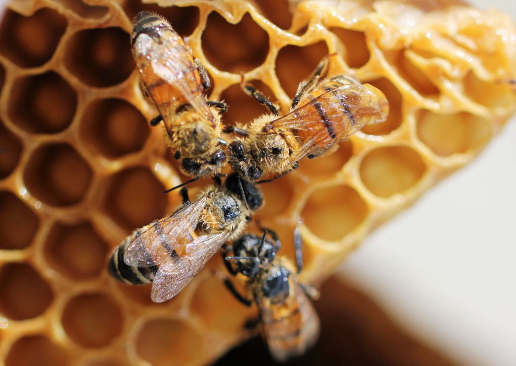 Donner du miel aux abeilles