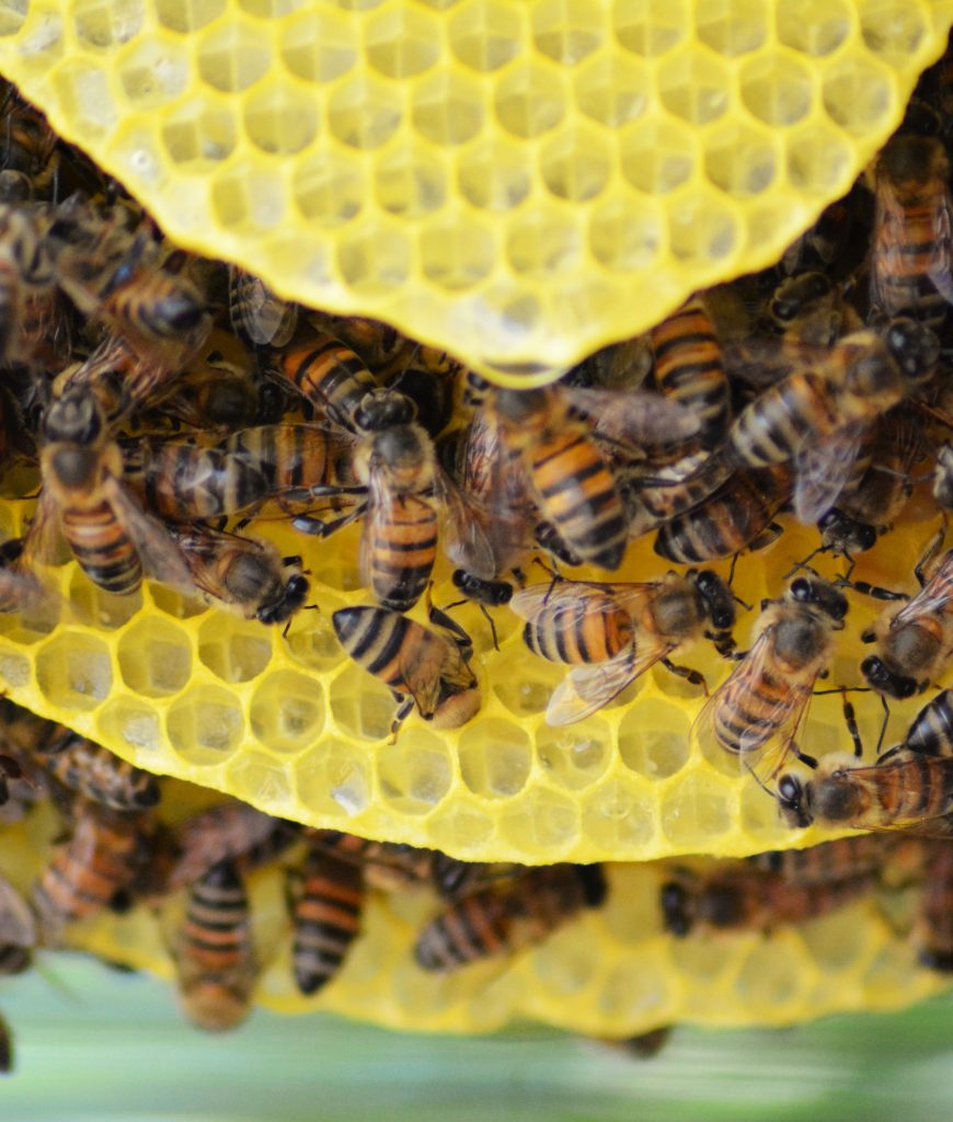 Nourrir les abeilles avec du miel