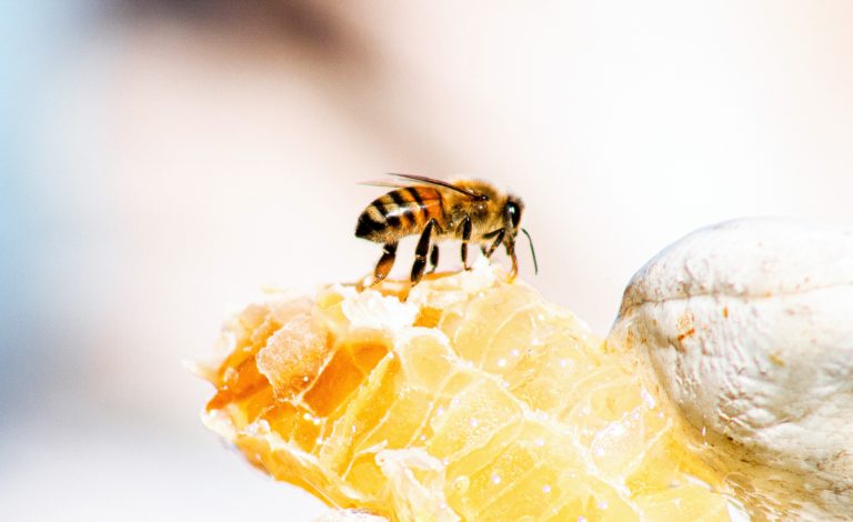 Peut-on donner du miel aux abeilles ?