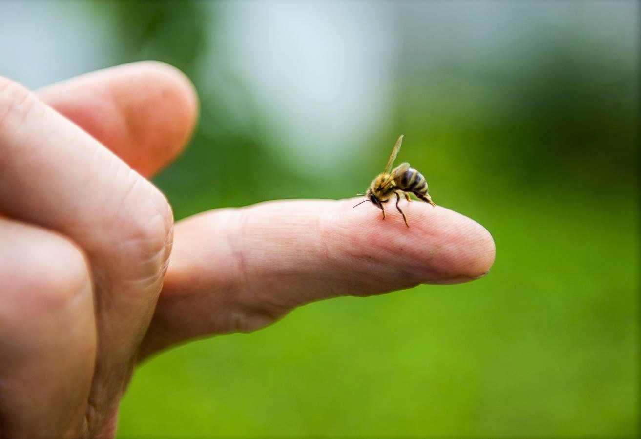 piqure abeille reaction tardive