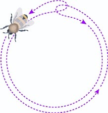 Danse abeille en cercle