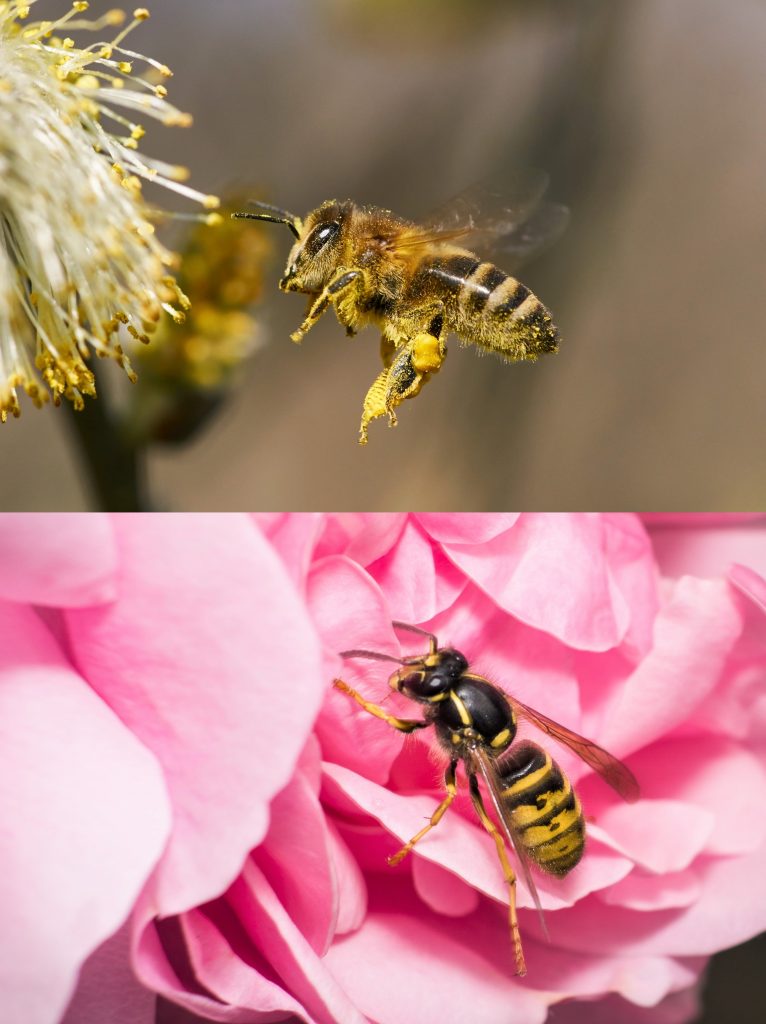 abeille ou guepe