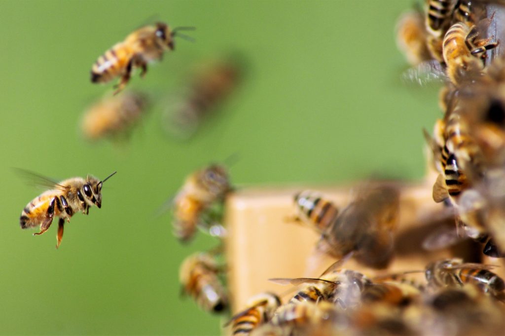 communication des abeilles
