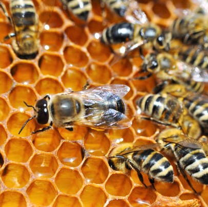 danse des abeilles