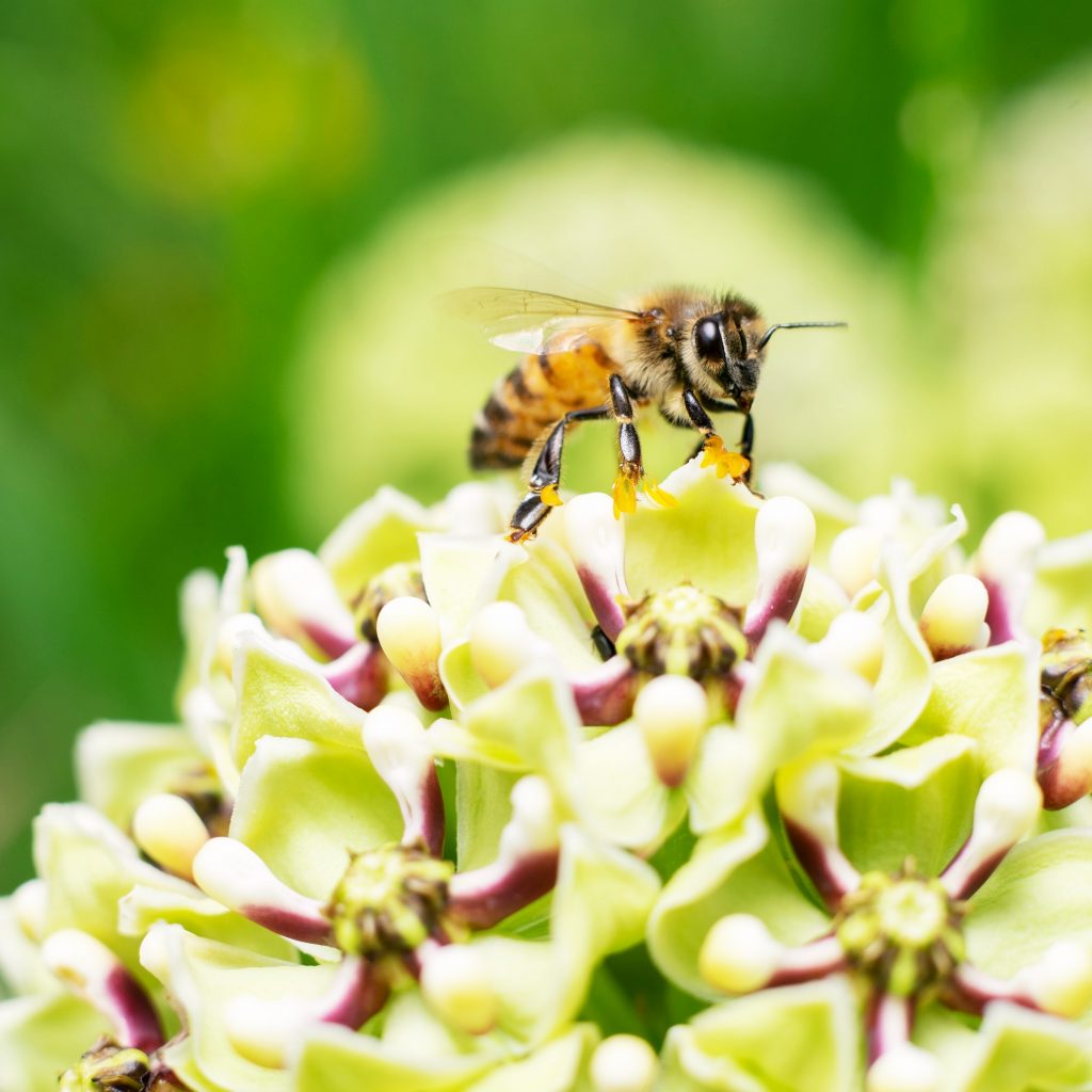 difference guepe et abeille