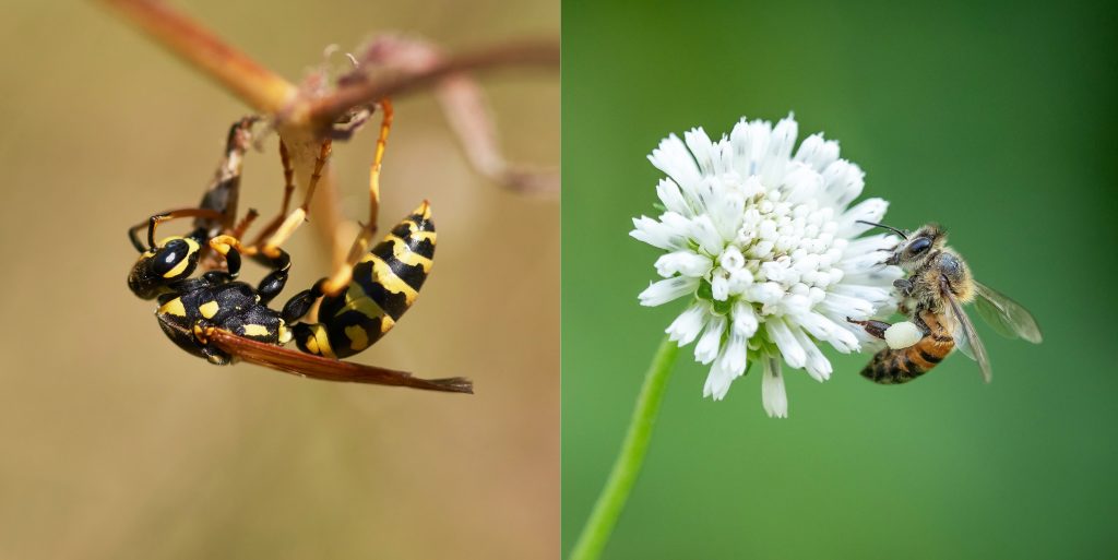 différence abeille guêpe