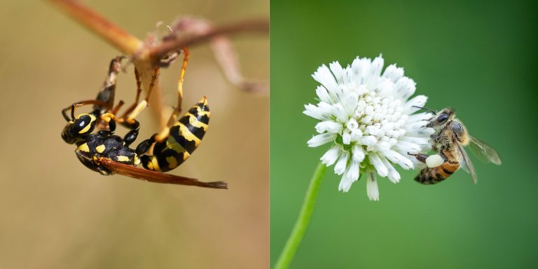 Les différences entre guêpe et abeille : comment les distinguer