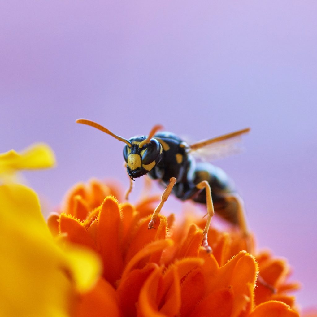 différence entre une guêpe et une abeille