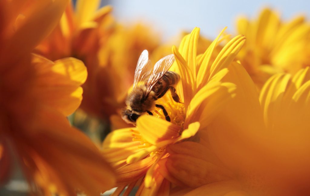 guepe et abeille difference