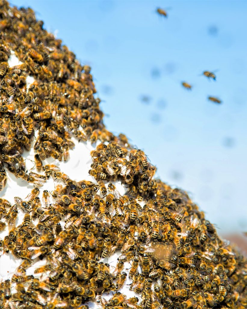 la communication chez les abeilles