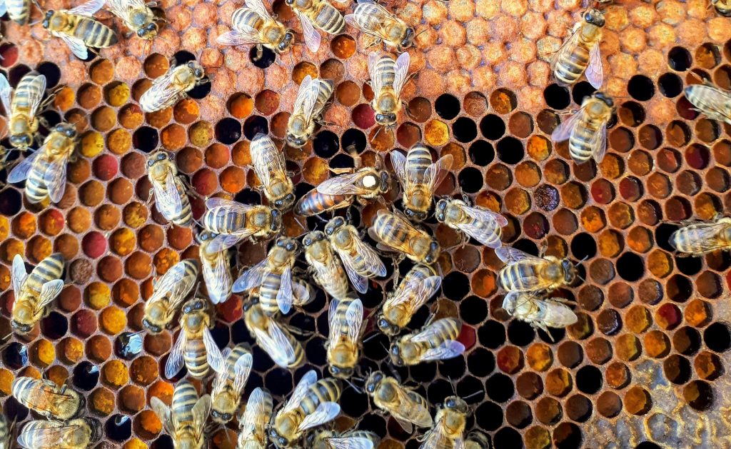la danse des abeilles