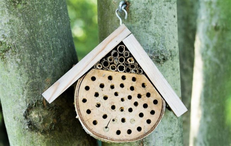 Le nichoir à abeille est-il vraiment utile ?