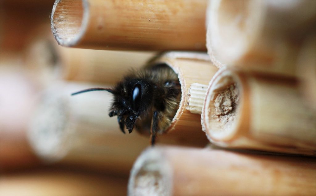 nichoir abeilles sauvages