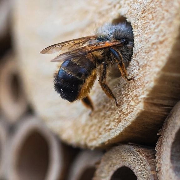 nichoir à abeille
