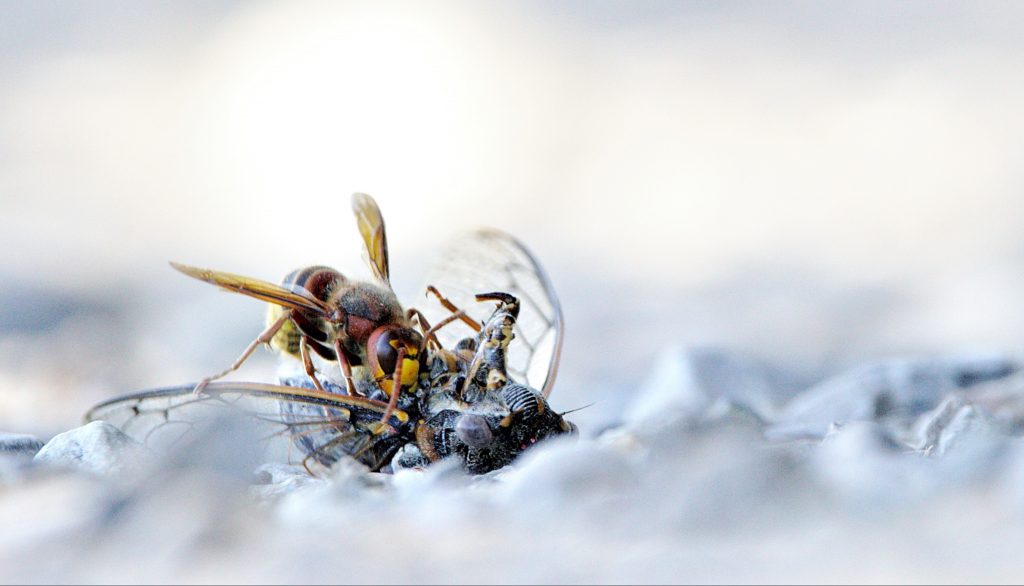 abeille frelon