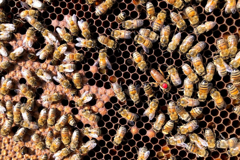 abeille reine taille