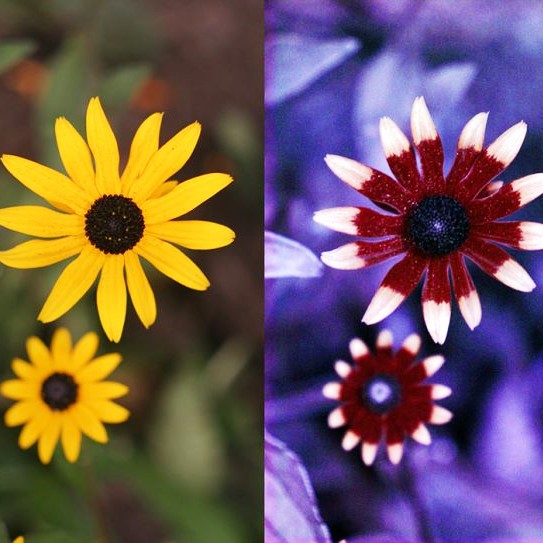 couleur vue par les abeilles