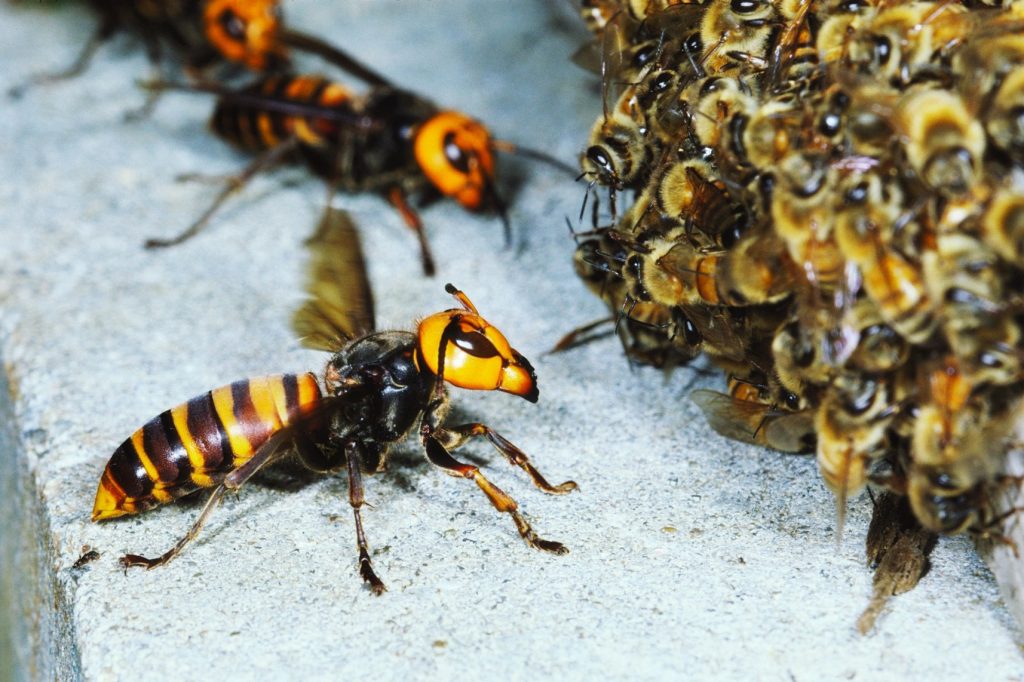 frelon abeille