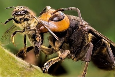 frelon contre abeille