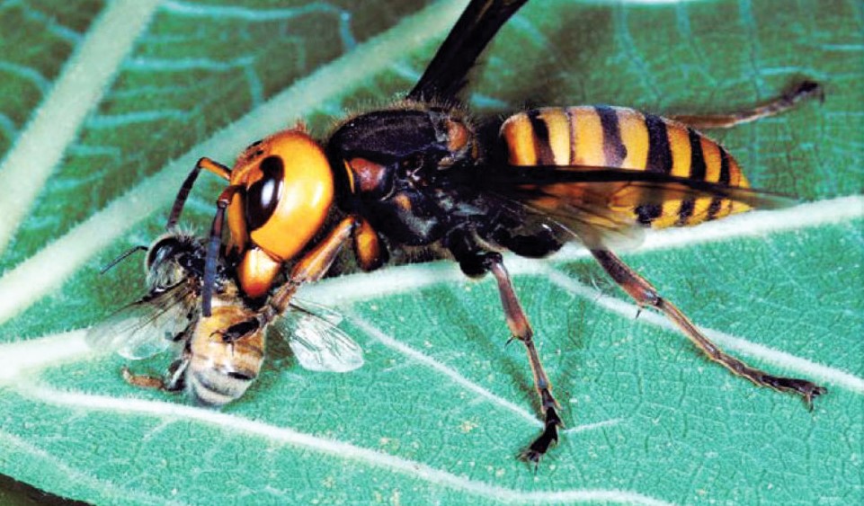 frelon et abeille