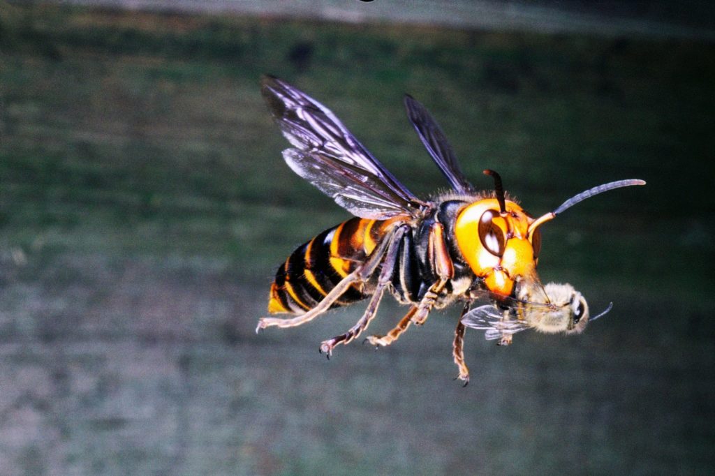 frelons asiatiques abeille