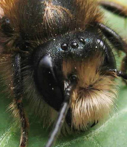 la vision des abeilles