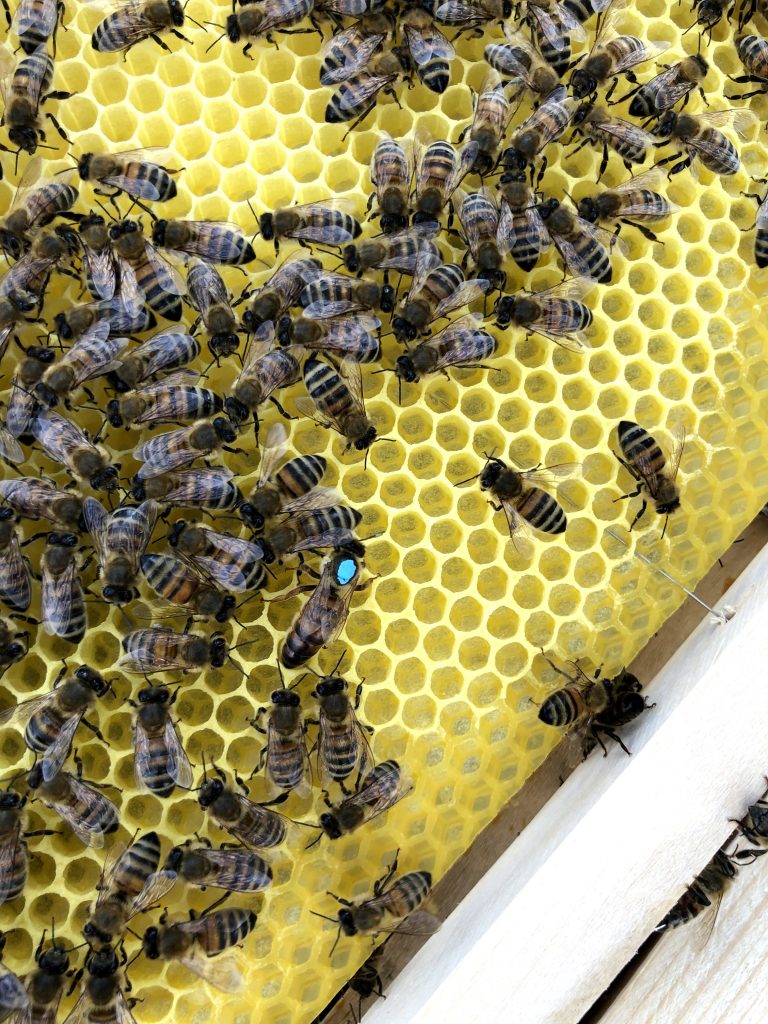reine abeille taille