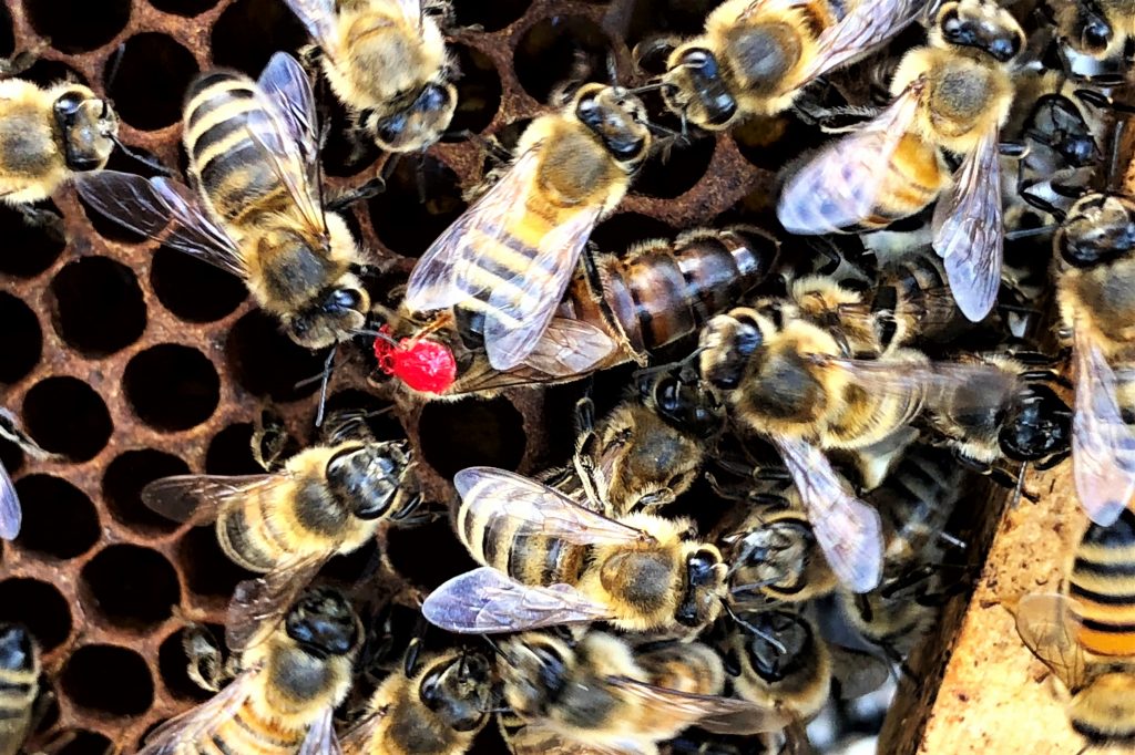 reine des abeilles taille