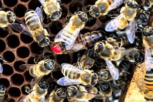 Quelle est la taille de la reine des abeilles ?