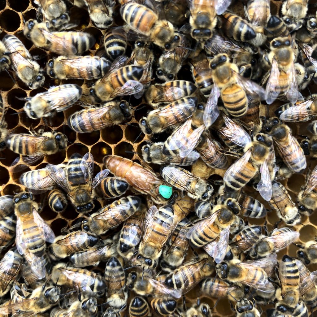 taille reine abeille