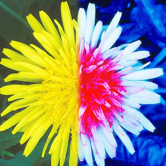 vision abeille